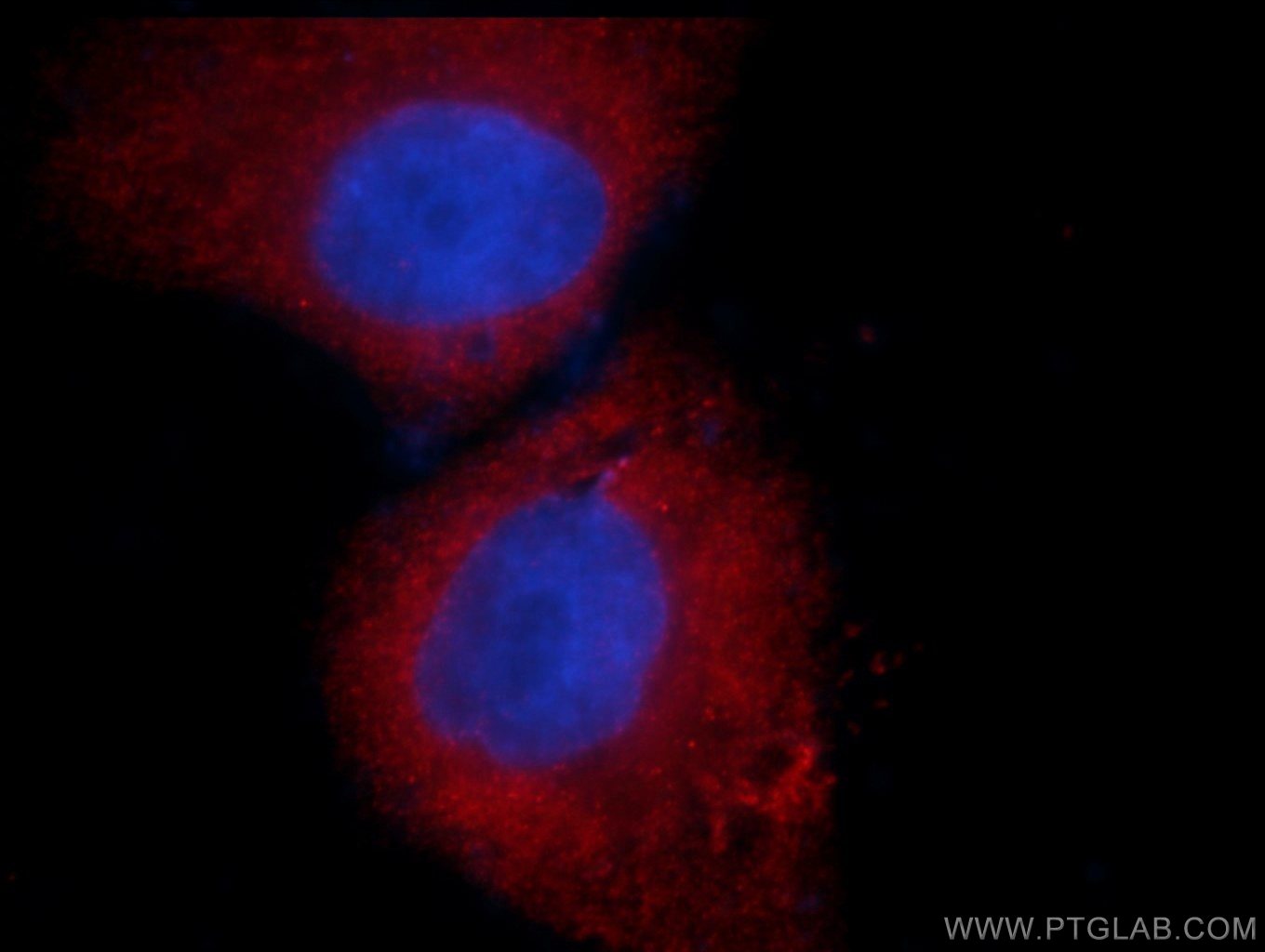 Immunofluorescence (IF) / fluorescent staining of HepG2 cells using human CDC6 Monoclonal antibody (66021-1-Ig)