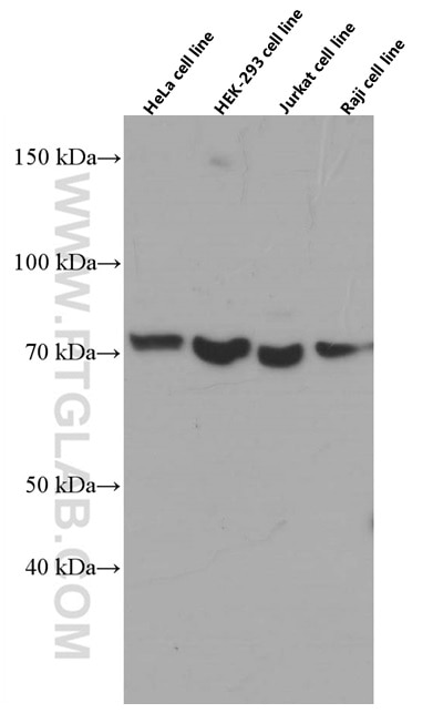 Western Blot (WB) analysis of various lysates using CDC6 Monoclonal antibody (66021-1-Ig)