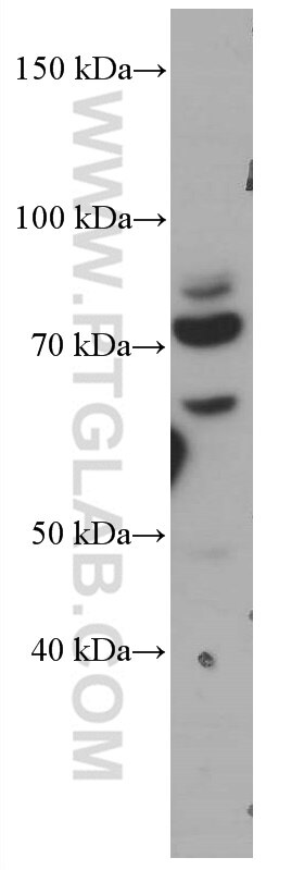 Western Blot (WB) analysis of NIH/3T3 cells using CDC6 Monoclonal antibody (66021-1-Ig)