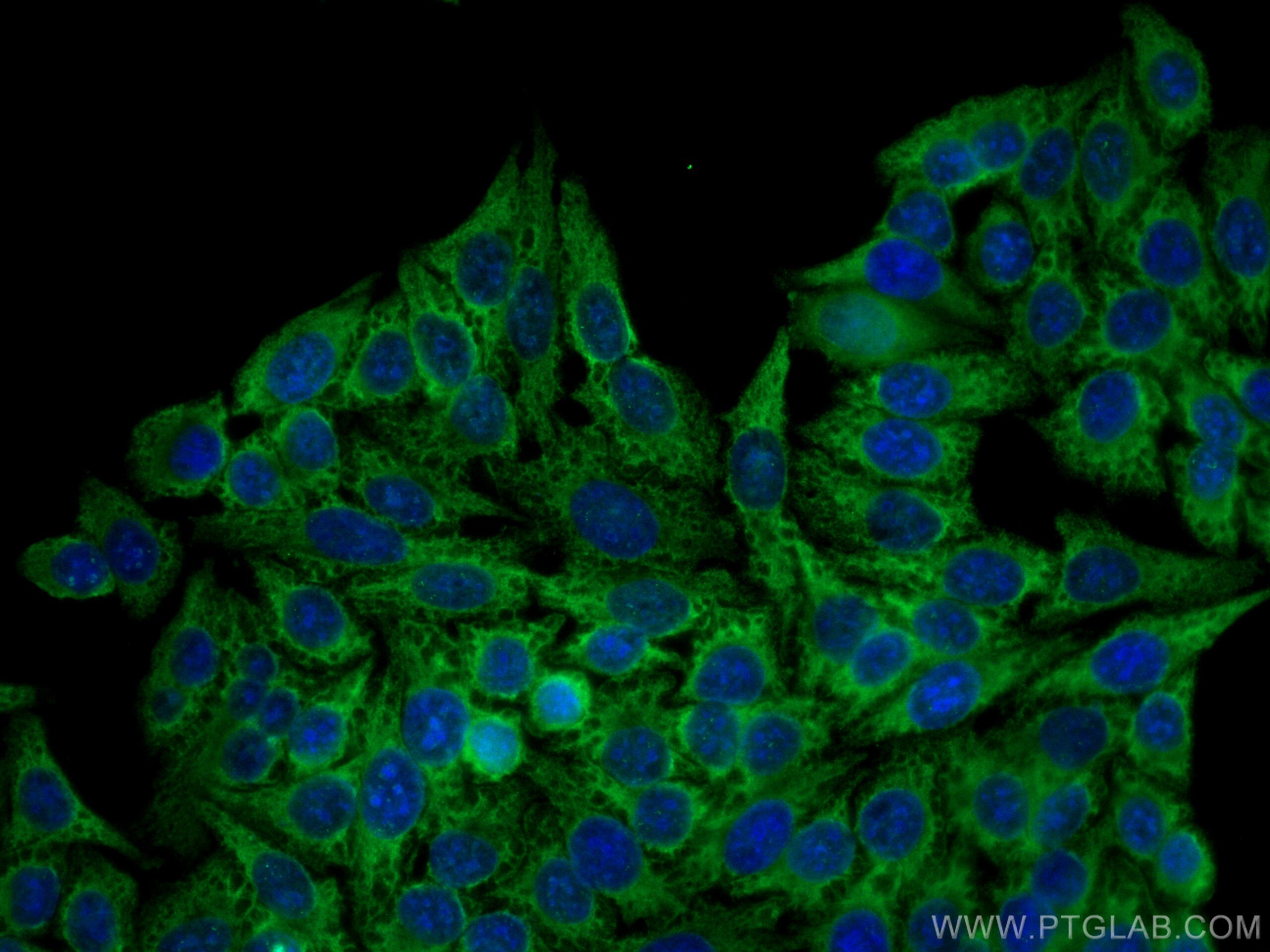 Immunofluorescence (IF) / fluorescent staining of HepG2 cells using CoraLite® Plus 488-conjugated CDC6 Monoclonal anti (CL488-66021)