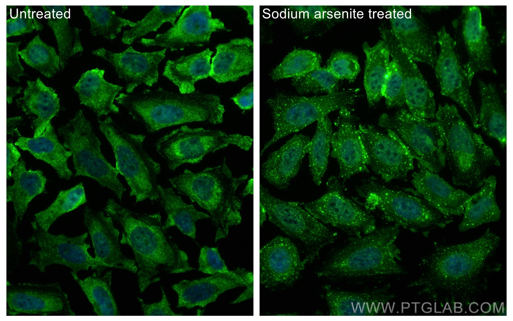 Immunofluorescence (IF) / fluorescent staining of HeLa cells using CoraLite® Plus 488-conjugated CDC6 Monoclonal anti (CL488-66021)