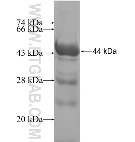 CDC7 fusion protein Ag12384 SDS-PAGE