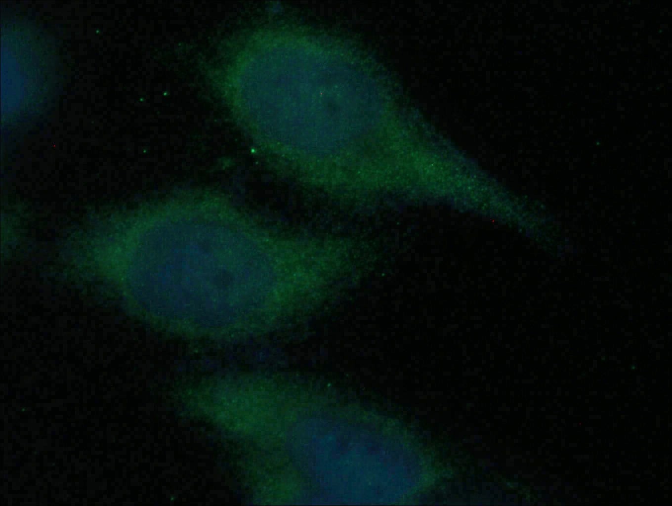 Immunofluorescence (IF) / fluorescent staining of HeLa cells using CDCA3 Polyclonal antibody (15594-1-AP)
