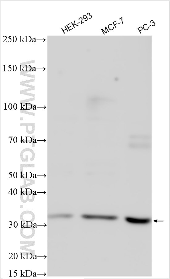 Western Blot (WB) analysis of various lysates using CDCA4 Polyclonal antibody (11625-1-AP)
