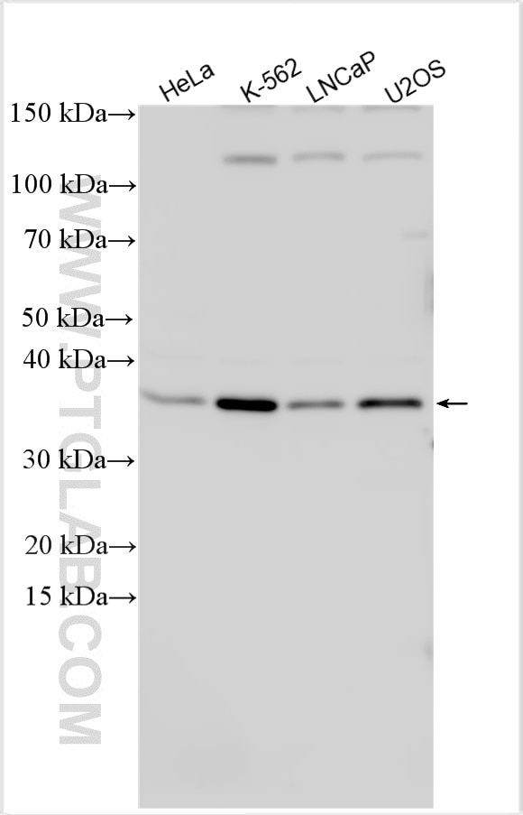 Western Blot (WB) analysis of various lysates using CDCA5 Polyclonal antibody (29316-1-AP)