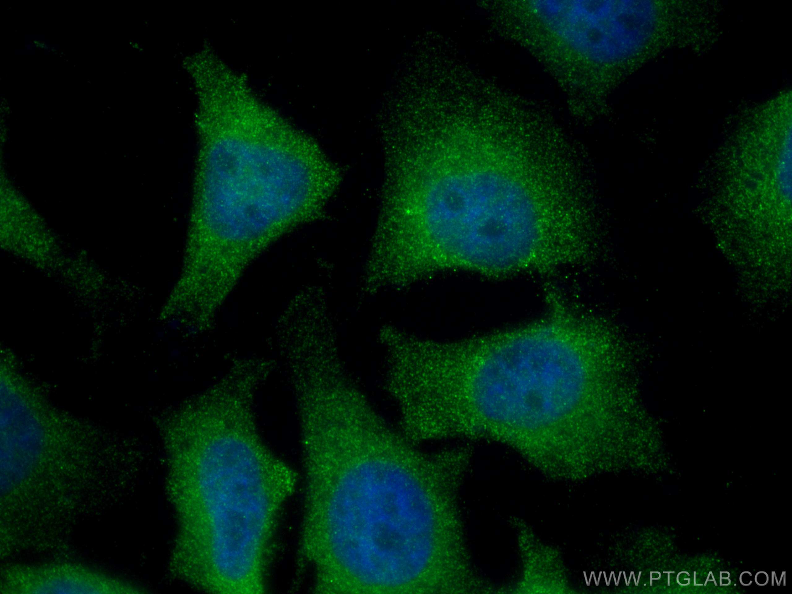Immunofluorescence (IF) / fluorescent staining of HeLa cells using CDCA5 Monoclonal antibody (67418-1-Ig)