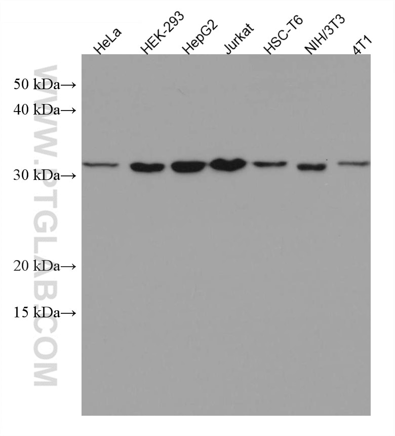 Western Blot (WB) analysis of various lysates using CDCA5 Monoclonal antibody (67418-1-Ig)