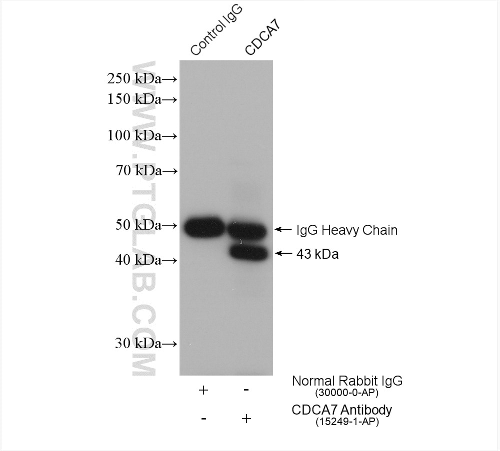 Immunoprecipitation (IP) experiment of HEK-293 cells using CDCA7 Polyclonal antibody (15249-1-AP)