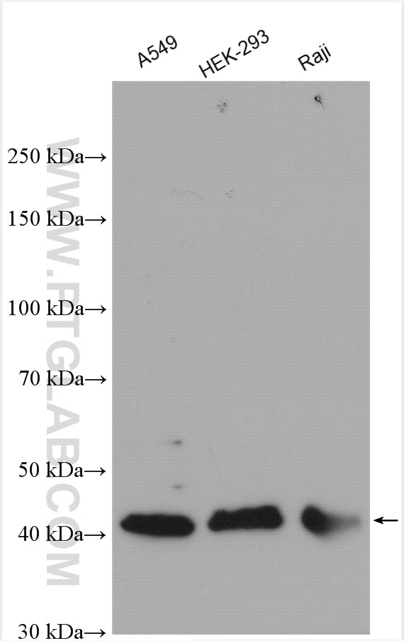 Western Blot (WB) analysis of various lysates using CDCA7 Polyclonal antibody (15249-1-AP)