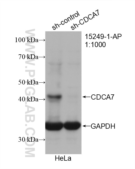 Western Blot (WB) analysis of HeLa cells using CDCA7 Polyclonal antibody (15249-1-AP)