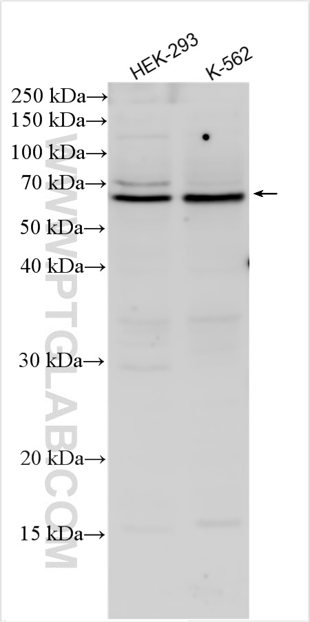 Western Blot (WB) analysis of various lysates using CDCA7L Polyclonal antibody (17667-1-AP)