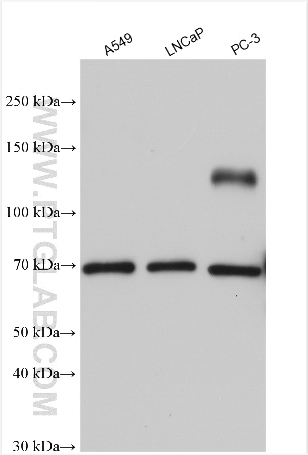 Western Blot (WB) analysis of various lysates using CDCP1 Polyclonal antibody (12754-1-AP)