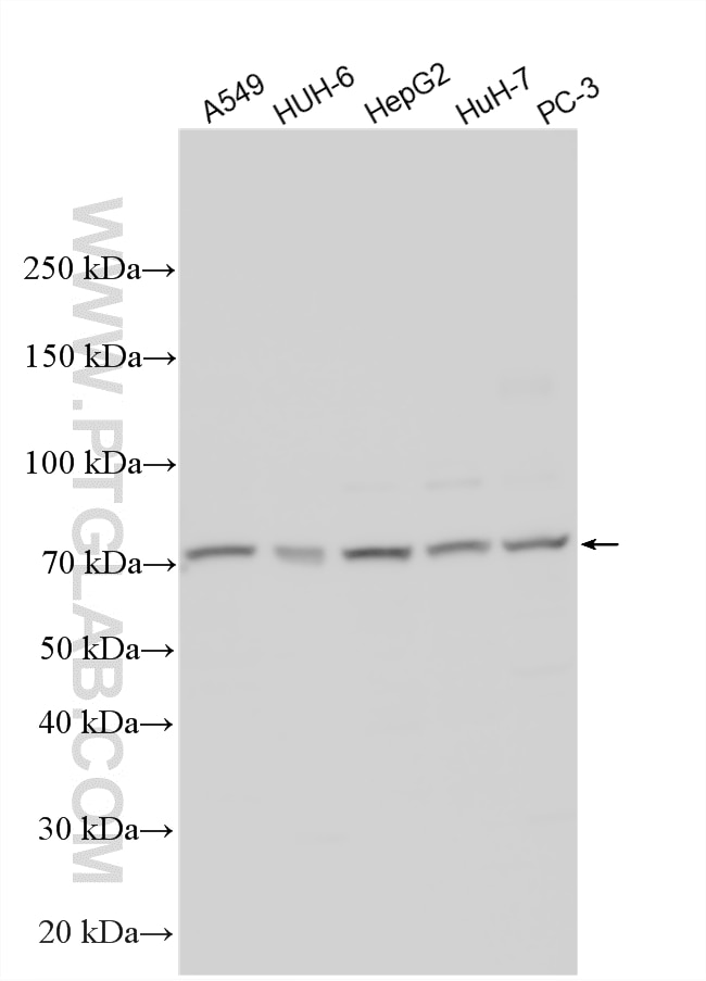 Various lysates were subjected to SDS PAGE followed by western blot with 12754-1-AP (CDCP1 antibody) at dilution of 1:600 incubated at room temperature for 1.5 hours. Western Blot (WB) analysis of various lysates using CDCP1 Polyclonal antibody (12754-1-AP)