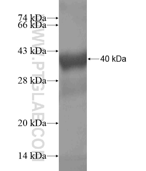 CDH10 fusion protein Ag19418 SDS-PAGE