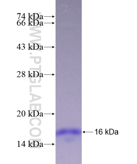 CDH10 fusion protein Ag19600 SDS-PAGE