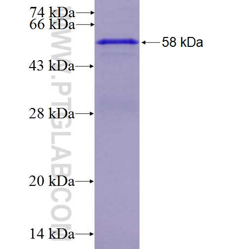 CDH11 fusion protein Ag2659 SDS-PAGE