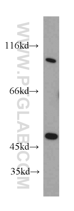 Western Blot (WB) analysis of L02 cells using Cadherin-13 Polyclonal antibody (12618-1-AP)