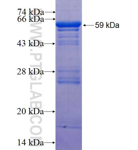 CDH15 fusion protein Ag25763 SDS-PAGE