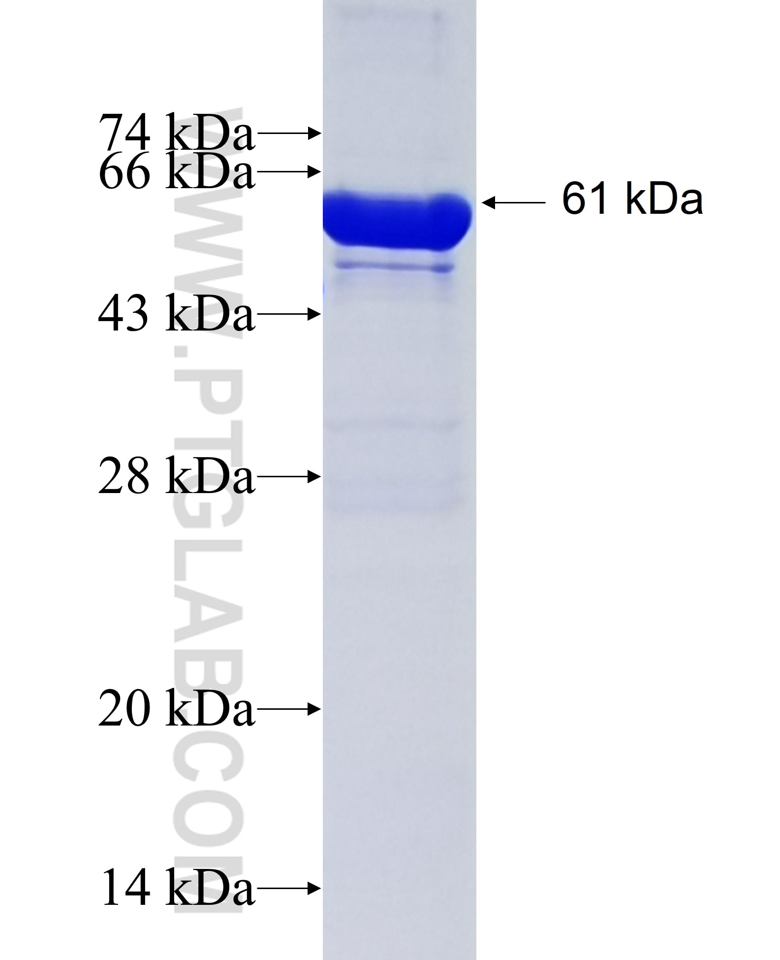 CDH15 fusion protein Ag25763 SDS-PAGE