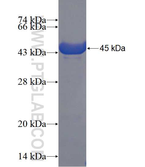 CDH16 fusion protein Ag4343 SDS-PAGE