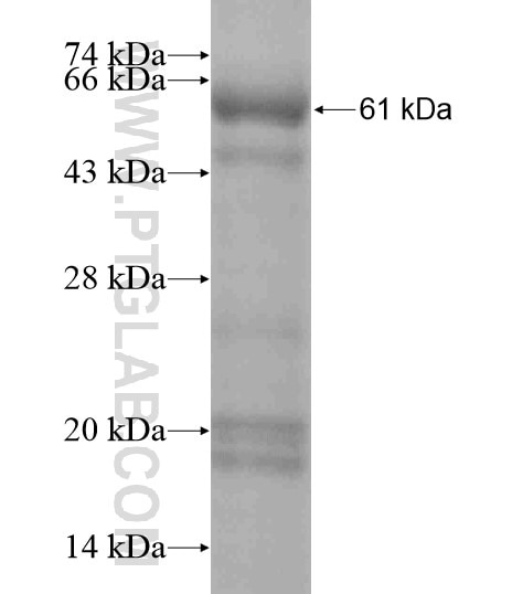 CDH17 fusion protein Ag19414 SDS-PAGE