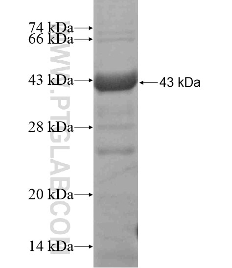 CDH17 fusion protein Ag19488 SDS-PAGE