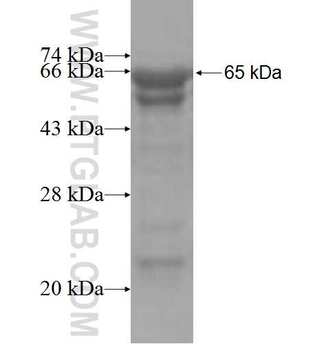 CDH18 fusion protein Ag3675 SDS-PAGE