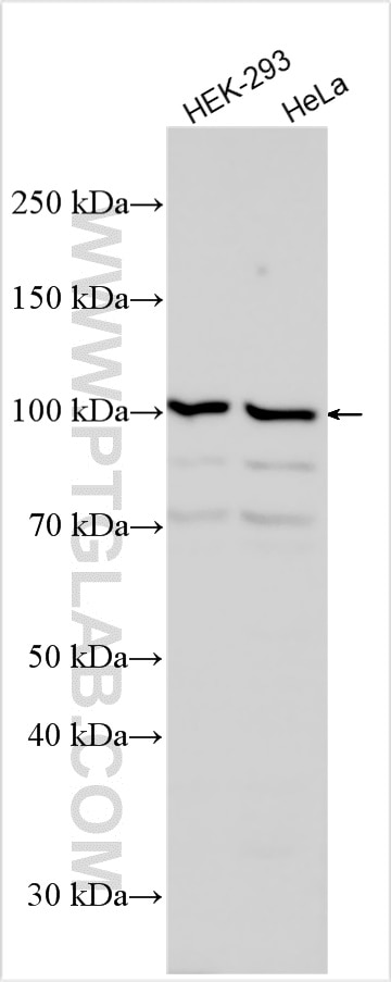 Western Blot (WB) analysis of various lysates using Cadherin-19 Polyclonal antibody (11473-1-AP)