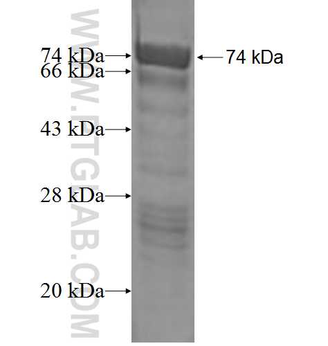 CDH19 fusion protein Ag2000 SDS-PAGE