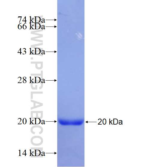 CDH20 fusion protein Ag16990 SDS-PAGE