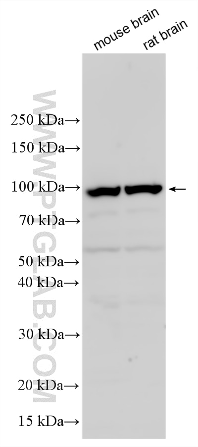 Western Blot (WB) analysis of various lysates using CDH24 Polyclonal antibody (20058-1-AP)