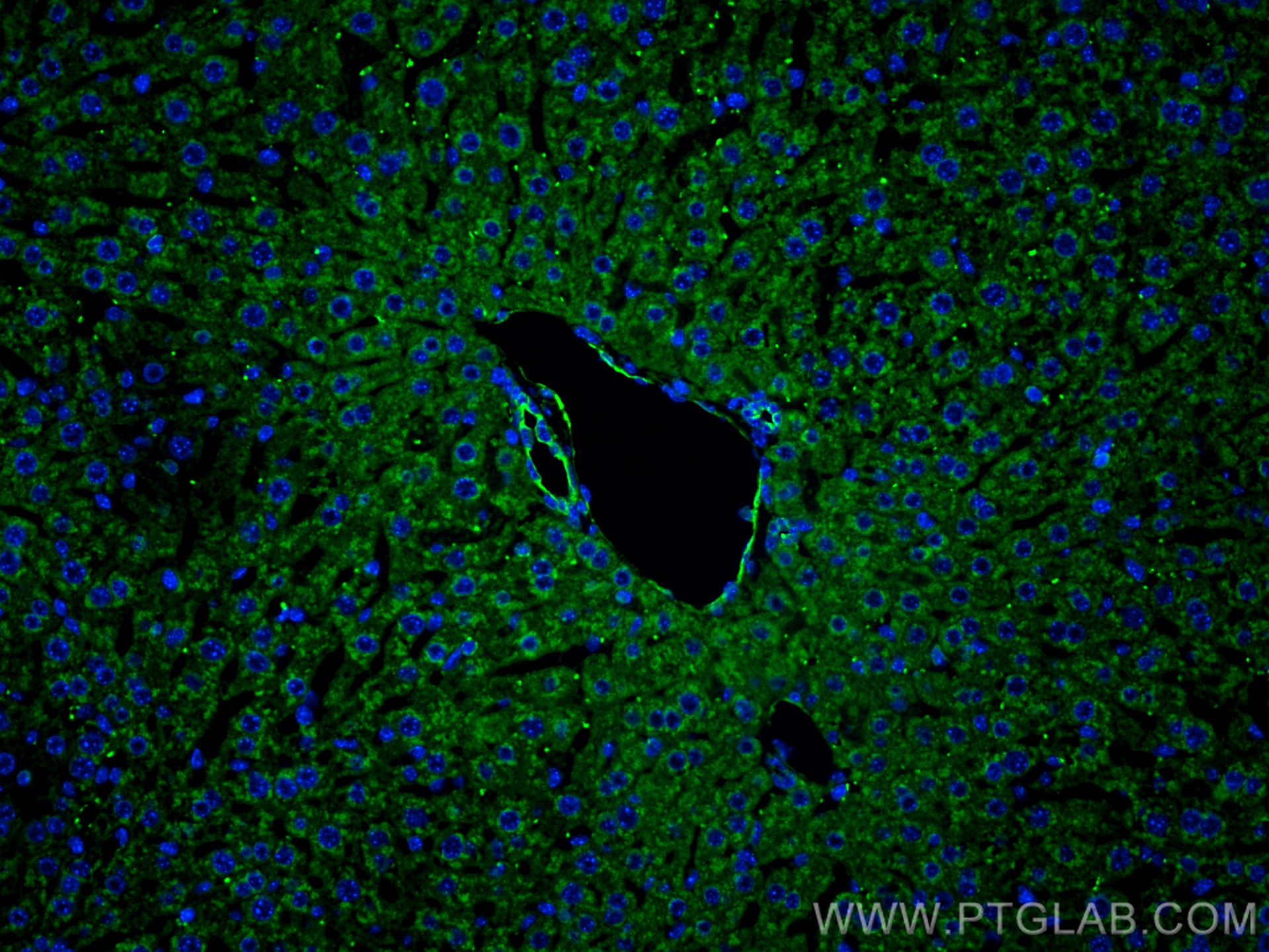 Immunofluorescence (IF) / fluorescent staining of mouse liver tissue using CDH26 Polyclonal antibody (20057-1-AP)