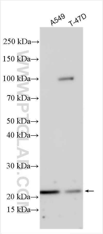 Western Blot (WB) analysis of various lysates using CDH26 Polyclonal antibody (20057-1-AP)