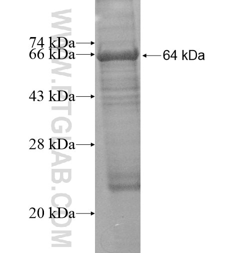 CDH29 fusion protein Ag15729 SDS-PAGE