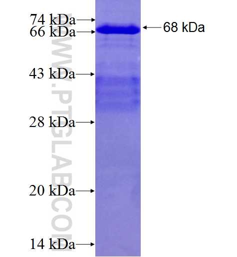 CDH3 fusion protein Ag4758 SDS-PAGE