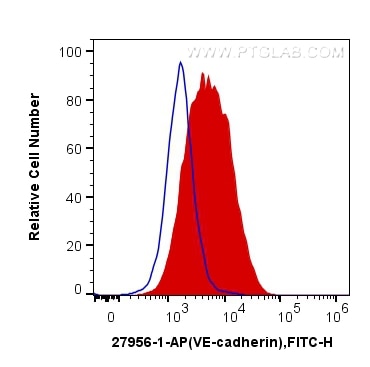 Flow cytometry (FC) experiment of HUVEC cells using VE-cadherin Polyclonal antibody (27956-1-AP)