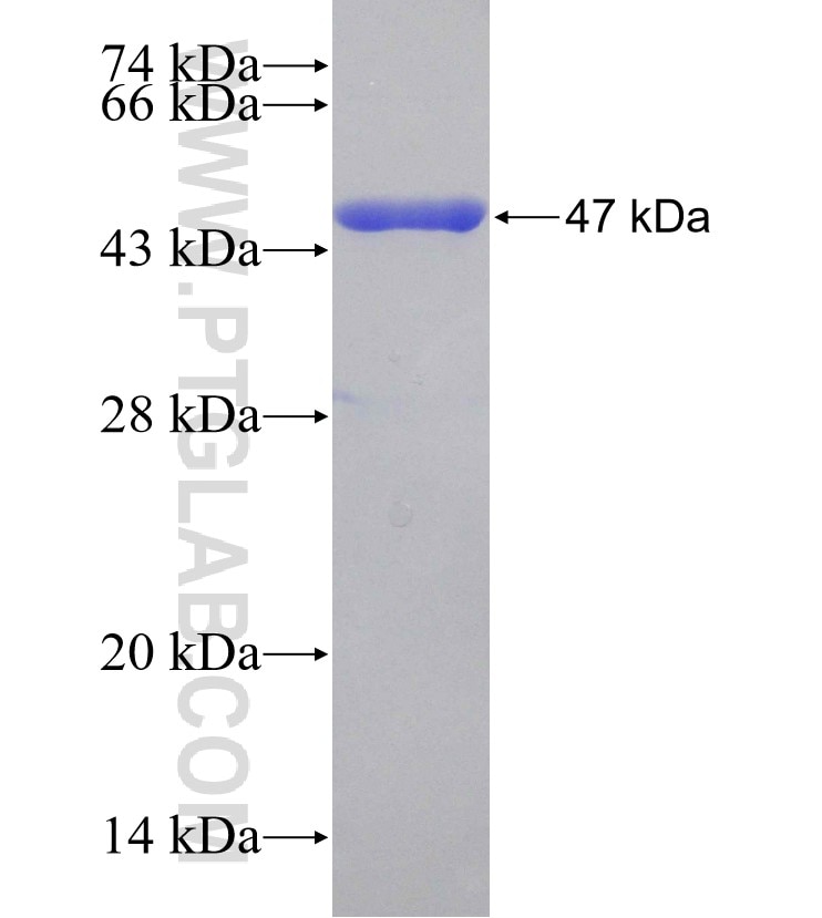 CDH5 fusion protein Ag27487 SDS-PAGE