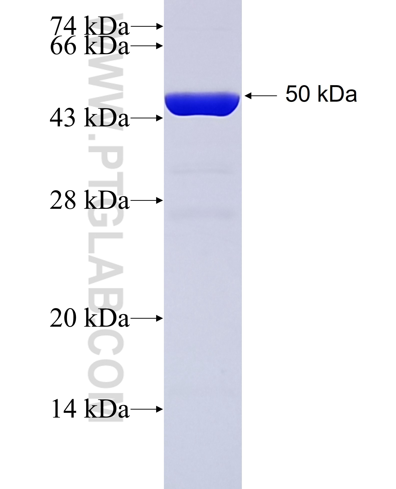 CDH5 fusion protein Ag27487 SDS-PAGE