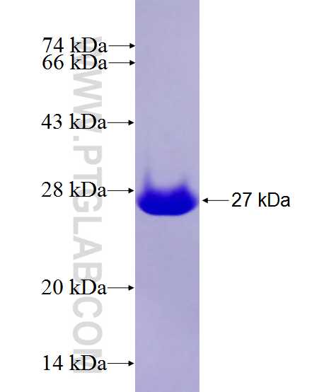 CDH5 fusion protein Ag27501 SDS-PAGE