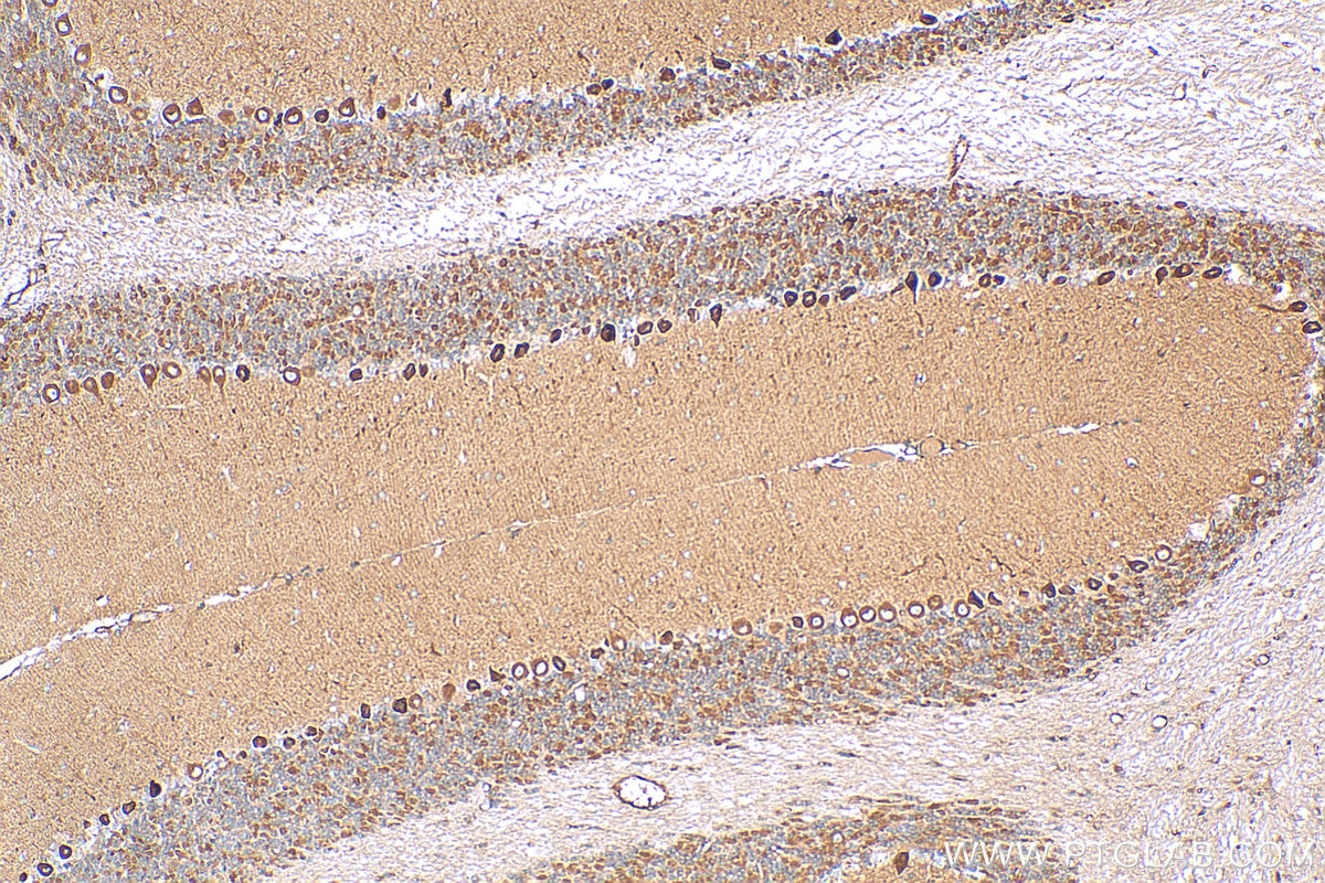 Immunohistochemistry (IHC) staining of mouse cerebellum tissue using Cadherin-7 Polyclonal antibody (13598-1-AP)