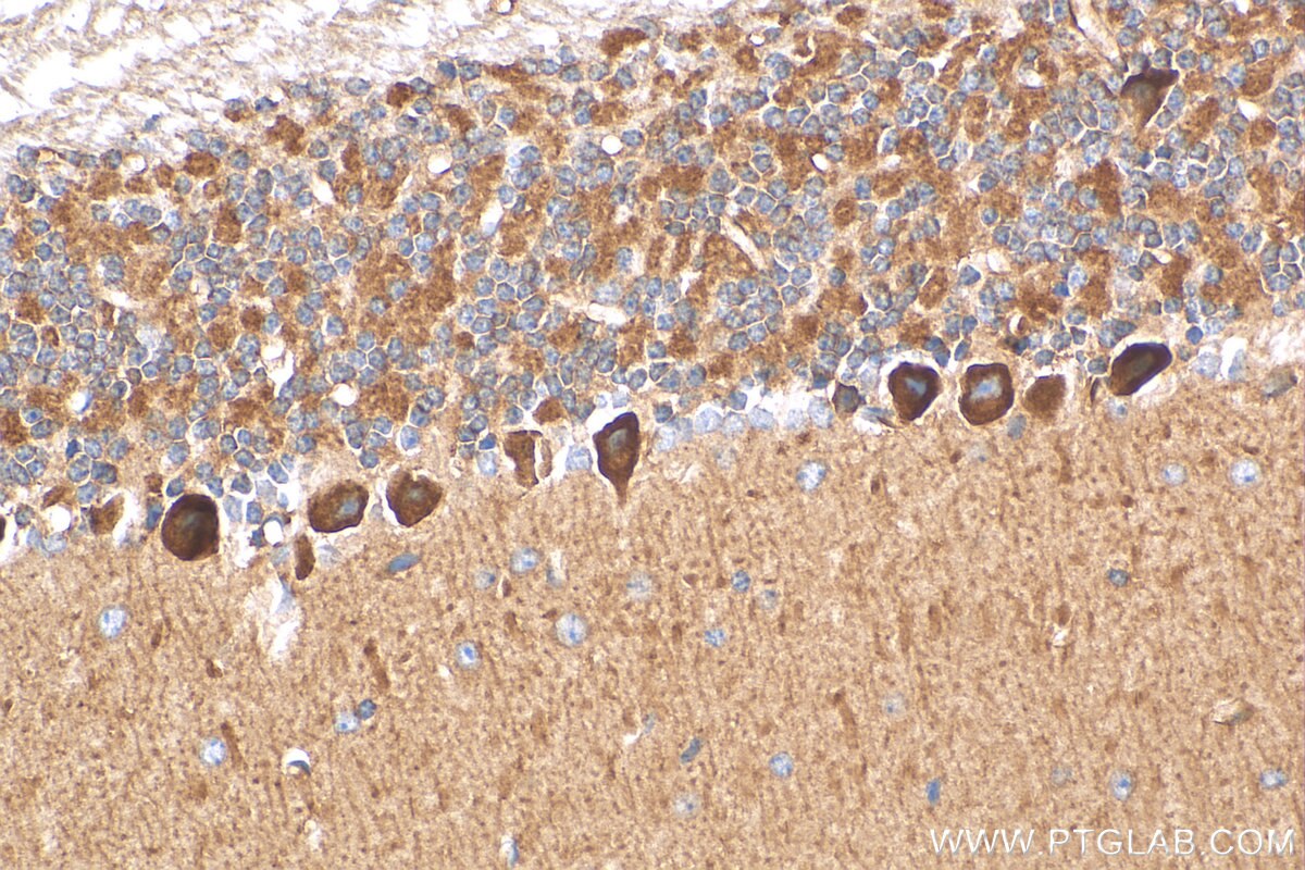 IHC staining of mouse cerebellum using 13598-1-AP