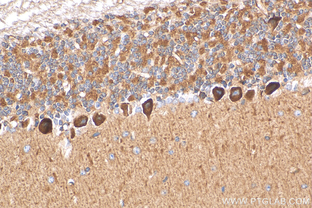 Immunohistochemistry (IHC) staining of mouse cerebellum tissue using Cadherin-7 Polyclonal antibody (13598-1-AP)