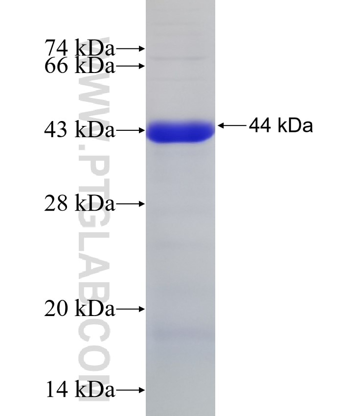 CDH7 fusion protein Ag4640 SDS-PAGE