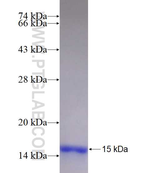 CDH9 fusion protein Ag16869 SDS-PAGE