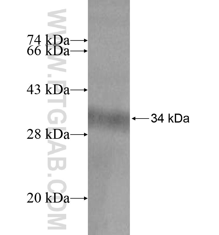 CDH9 fusion protein Ag16437 SDS-PAGE