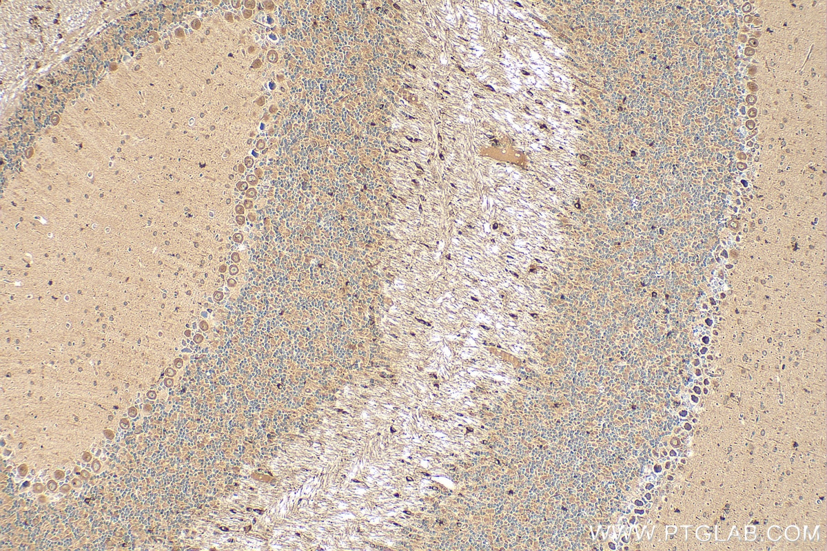 Immunohistochemistry (IHC) staining of mouse cerebellum tissue using CDIPT Polyclonal antibody (22465-1-AP)