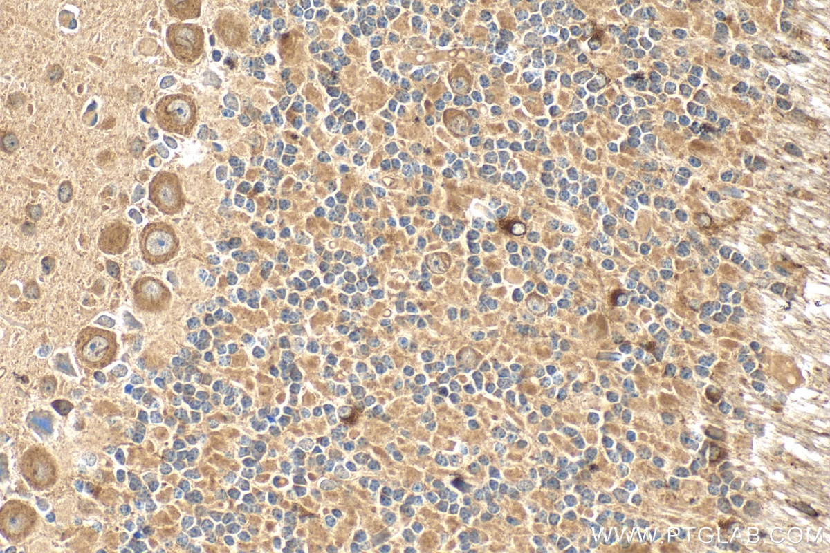 Immunohistochemistry (IHC) staining of mouse cerebellum tissue using CDIPT Polyclonal antibody (22465-1-AP)