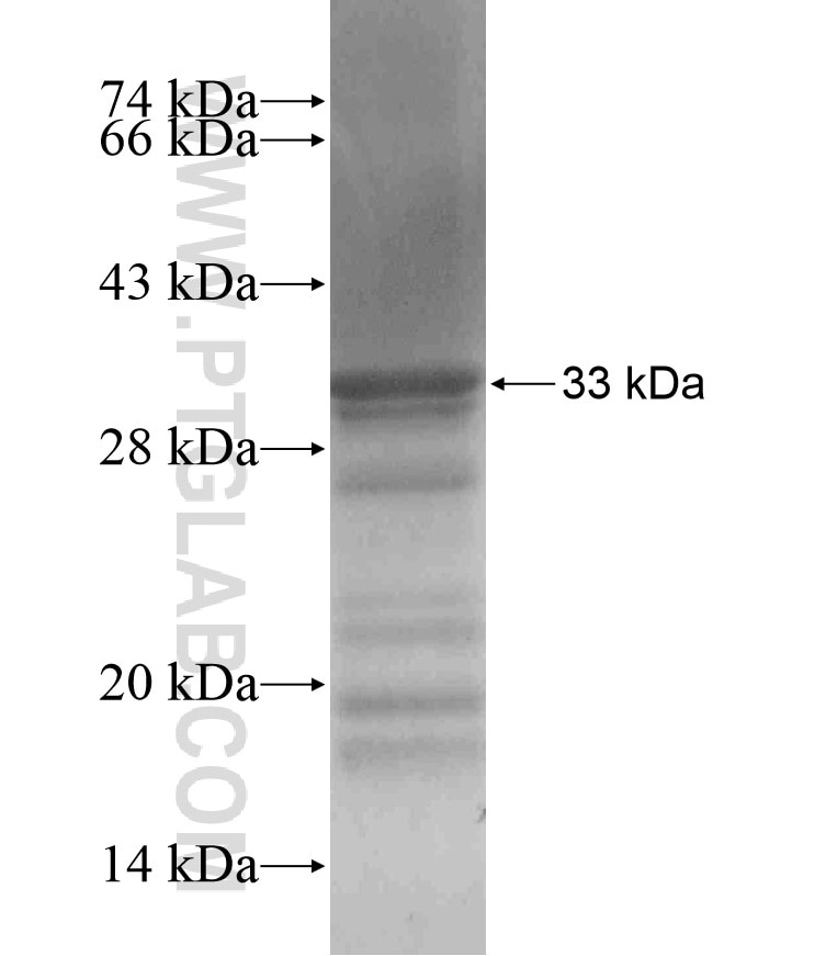 CDIPT fusion protein Ag18026 SDS-PAGE