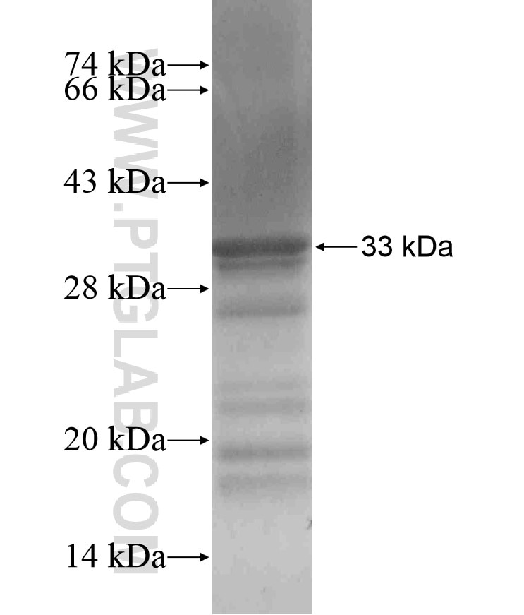 CDIPT fusion protein Ag18026 SDS-PAGE