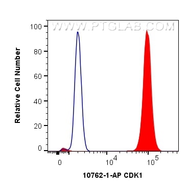 Flow cytometry (FC) experiment of HeLa cells using CDK1 Polyclonal antibody (10762-1-AP)
